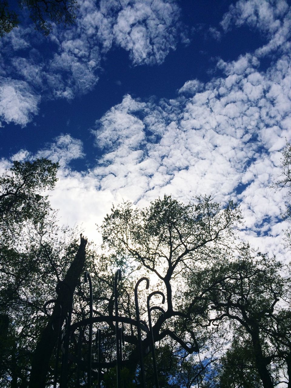 low angle view, tree, sky, cloud - sky, branch, silhouette, tranquility, nature, growth, blue, bare tree, beauty in nature, cloud, cloudy, scenics, tranquil scene, outdoors, no people, day, high section