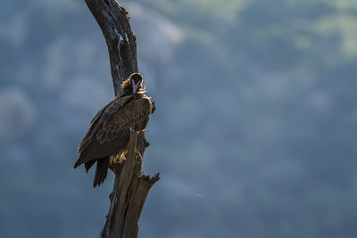 Low angle view of bird perching on branch