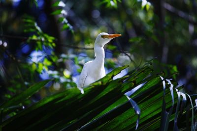 Close up of white flower