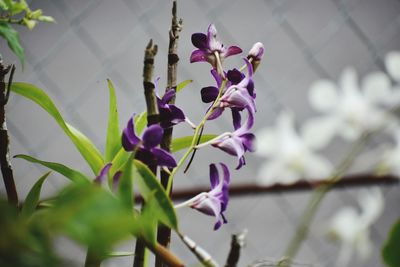 Close-up of purple flowers blooming outdoors