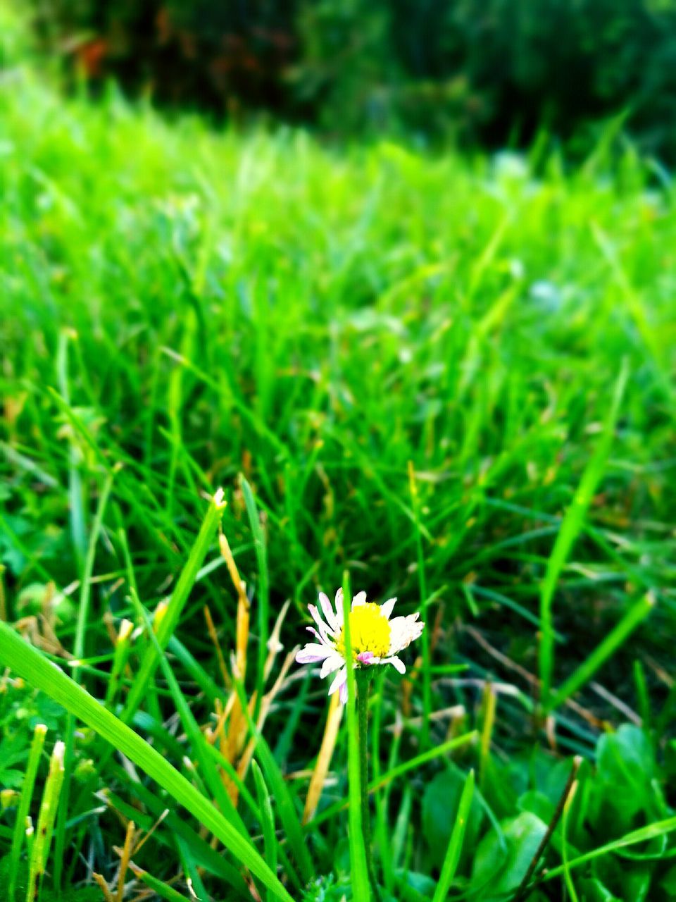 flower, growth, freshness, fragility, grass, field, beauty in nature, green color, petal, flower head, nature, plant, blooming, focus on foreground, wildflower, close-up, in bloom, yellow, selective focus, grassy