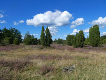 Blooming fields and trees against blue sky. lüneburger heide, germany.
