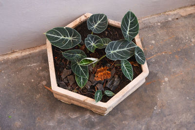 High angle view of potted plant