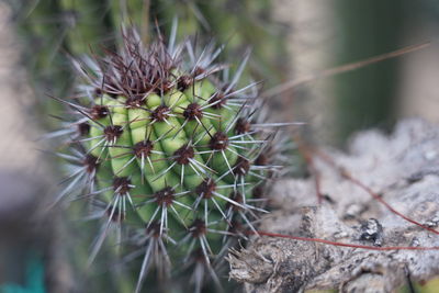 Close-up of succulent plant on field