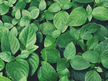 Full frame shot of green leaves