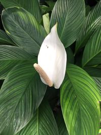 Close-up of white flower blooming outdoors