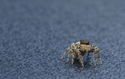 Close-up of jumping spider on road 