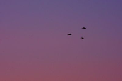 Low angle view of silhouette birds flying against clear sky