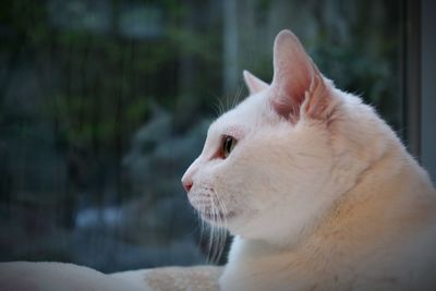 Close-up of cat looking away