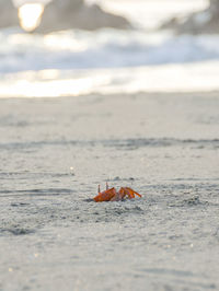 Close-up of crab on beach