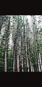 Low angle view of trees in forest