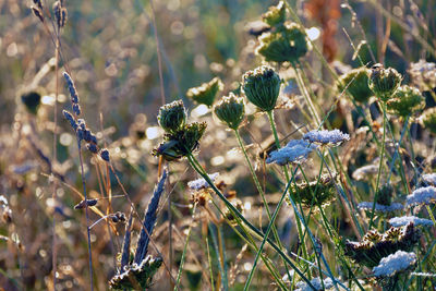 Close-up of flowering plant on field