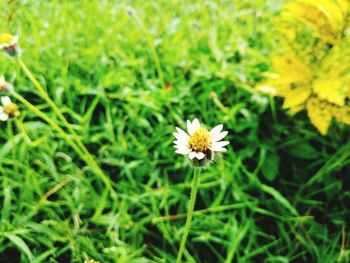 Close-up of yellow flowering plant on field