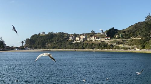 Seagulls flying over sea against clear sky