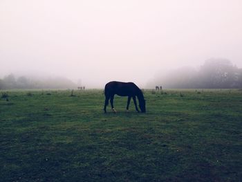 Horses grazing on grassy field