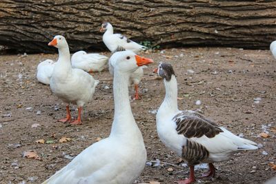 Flock of birds on the land