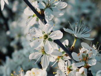 Close-up of apple blossoms in spring