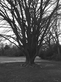 Bare trees on landscape