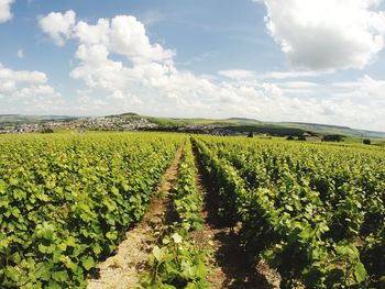 Scenic view of agricultural field against sky