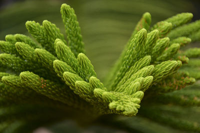 Close-up of pine leaves. pine trees are beautiful evergreen conifer trees. 