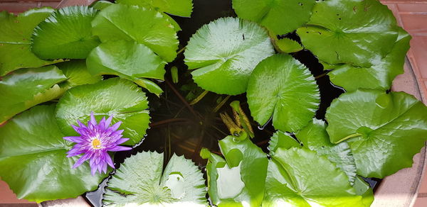 High angle view of flowering plant leaves floating on water