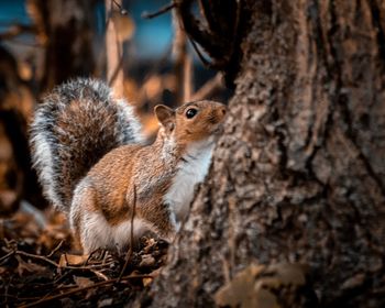 Close-up of squirrel on tree trunk