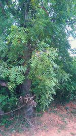 Low angle view of trees in forest