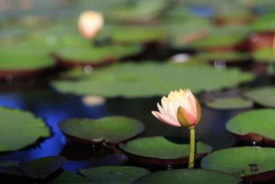 Close-up of lotus water lily in pond