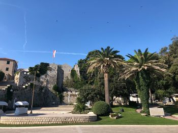 Palm trees against blue sky