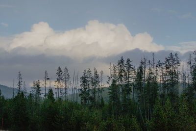 Scenic view of forest against sky