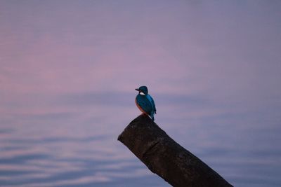 Close-up of bird perching on shore