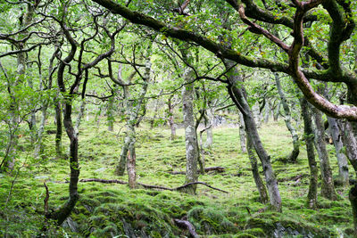 Trees in forest