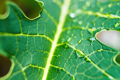 Close-up of green leaves