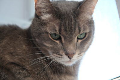 Close-up portrait of a cat