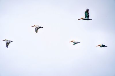 Low angle view of birds flying against clear sky