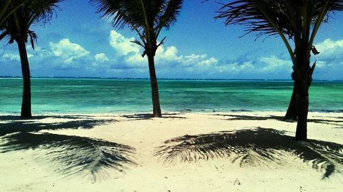 Scenic view of palm trees on beach