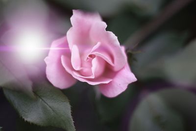 Close-up of pink flower blooming outdoors