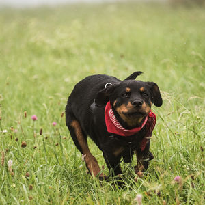 Portrait of black dog lying on grass