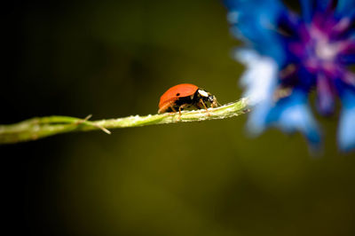 Close-up of insect on plant