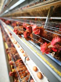 Close-up of birds in cage