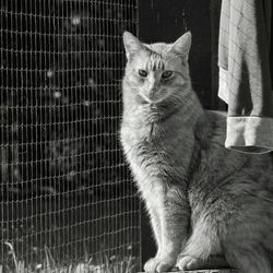 Close-up of cat sitting