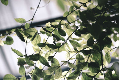 Low angle view of leaves on tree against sky