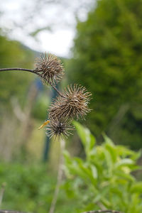 Close-up of wilted dandelion