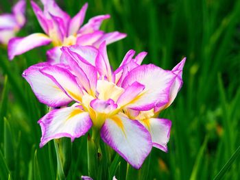 Close-up of pink flower