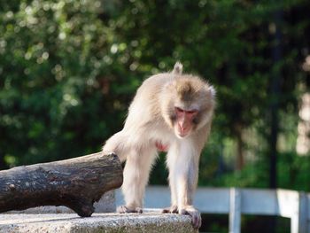 Close-up of monkey