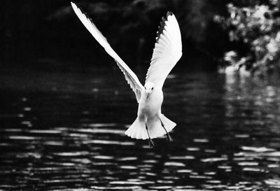 Close up of a bird