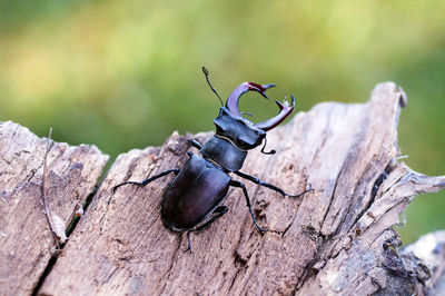 Close-up of insect on tree