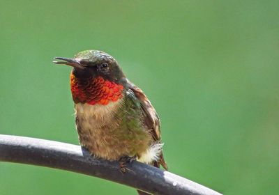 Close-up of bird perching on leaf