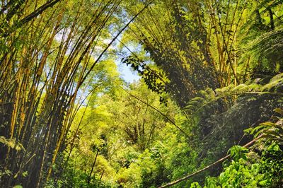 Low angle view of trees