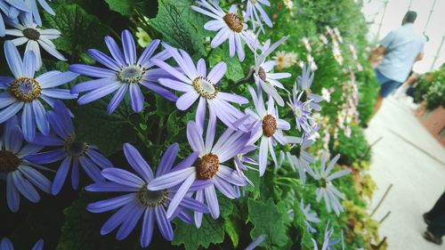 Close-up of purple flowering plants